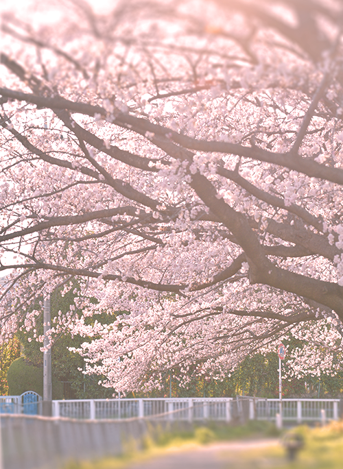 桜が満開のときに