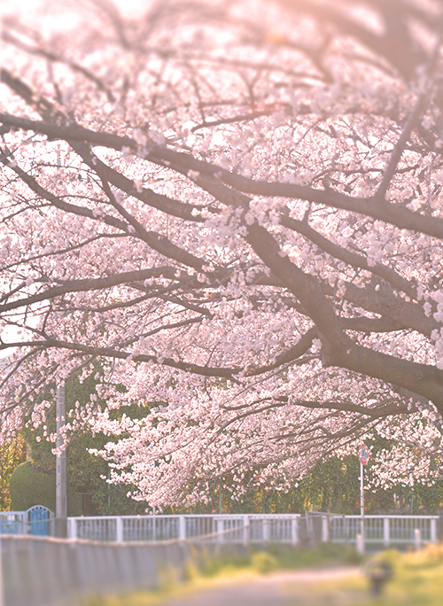 佐倉くん、好きじゃないのにその気にしないで
