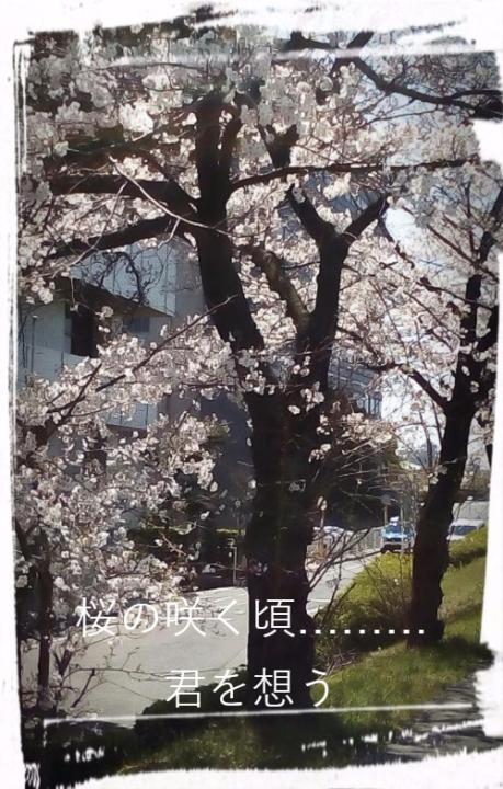 桜の咲く頃………　君を想う