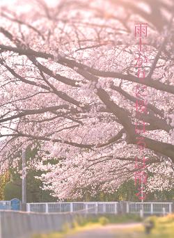 雨上がりに桜-はる-は散る