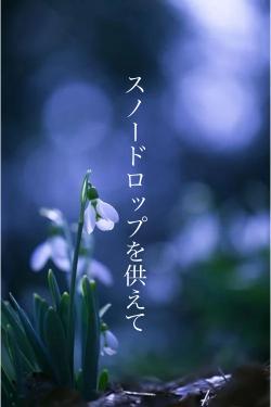 スノードロップを供えて
