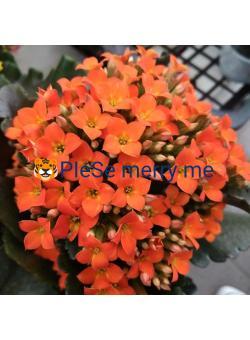 🐯PIeSe  merry  me