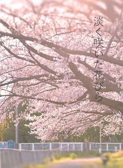 淡く咲いた花びら