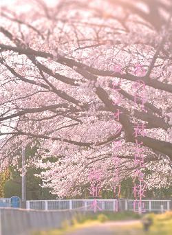 あの日、君と見た桜色　　スピンオフストーリー　　桜並木