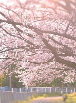 拝啓、居なくなってしまった貴方へ。