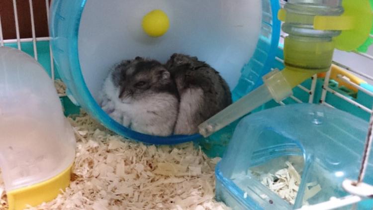 私の生きる意味