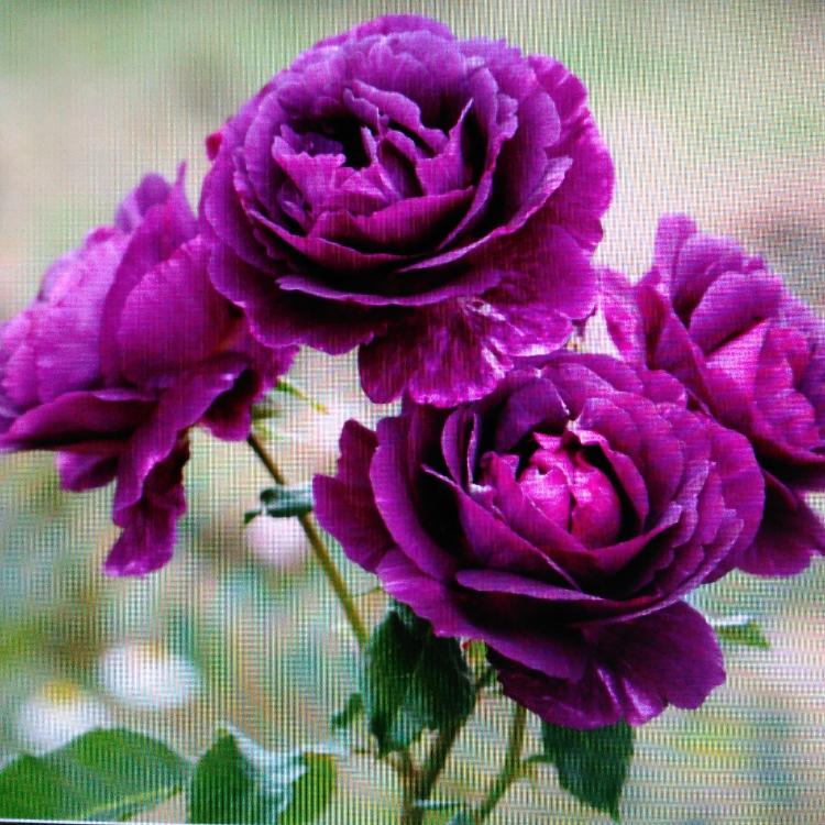 覚悟はいいですか