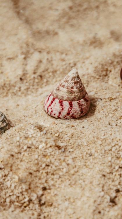 海賊と宝石の歌姫