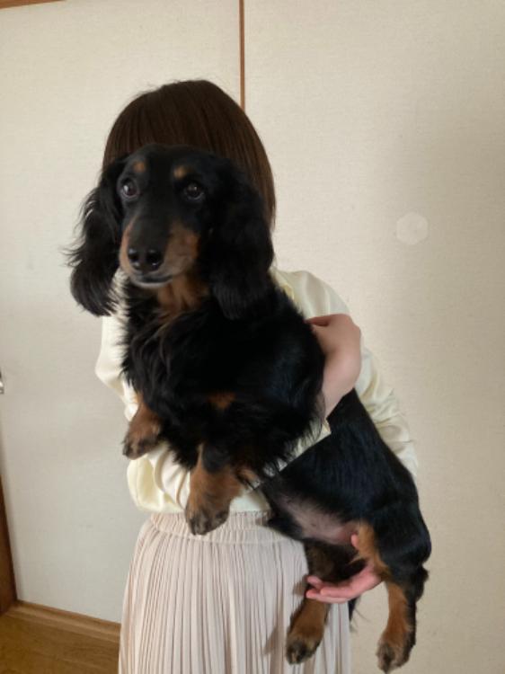 犬を飼いたい人へ