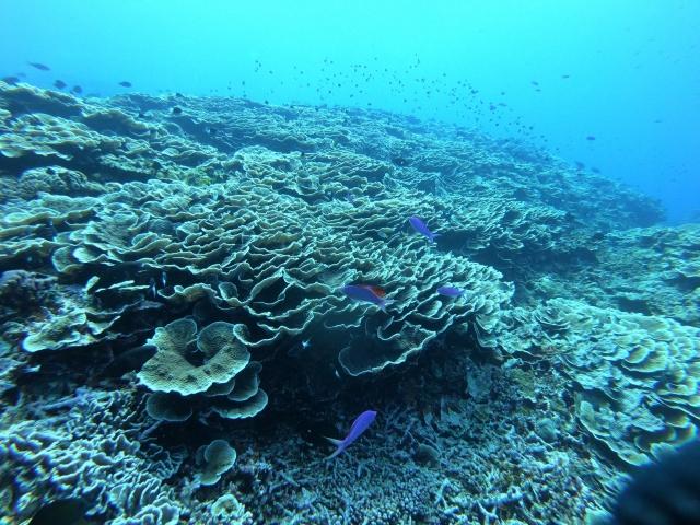 青の世界のあなたと、記憶をなくした私との365日の恋物語