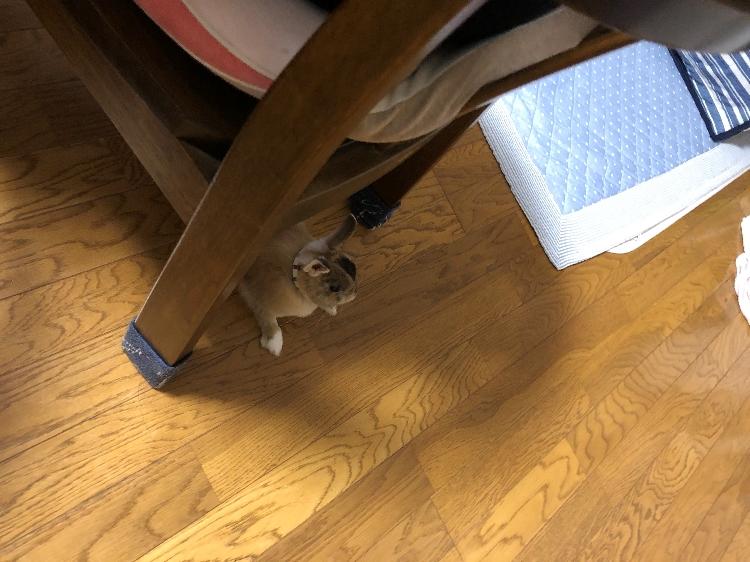 人と兎【Rabbit side.】