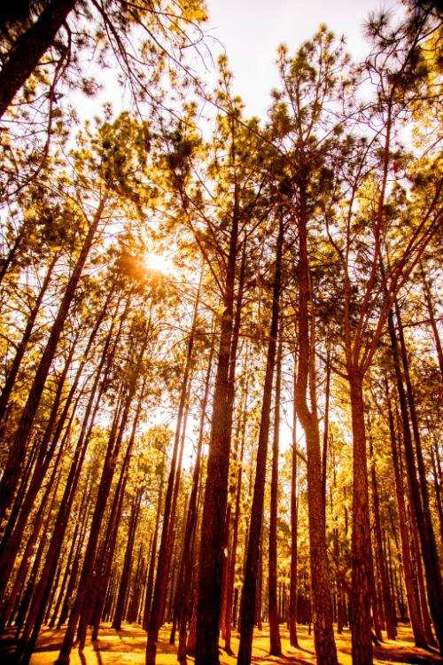 従兄聖也の歪んだ愛情