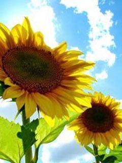 お日様のとなり