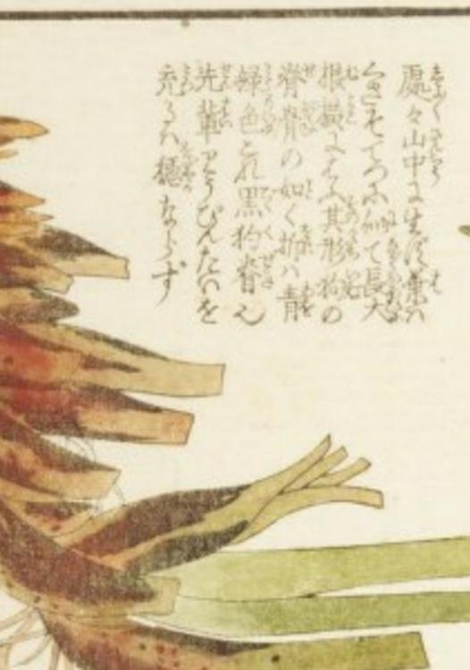 本草図譜第六巻(抄録)。