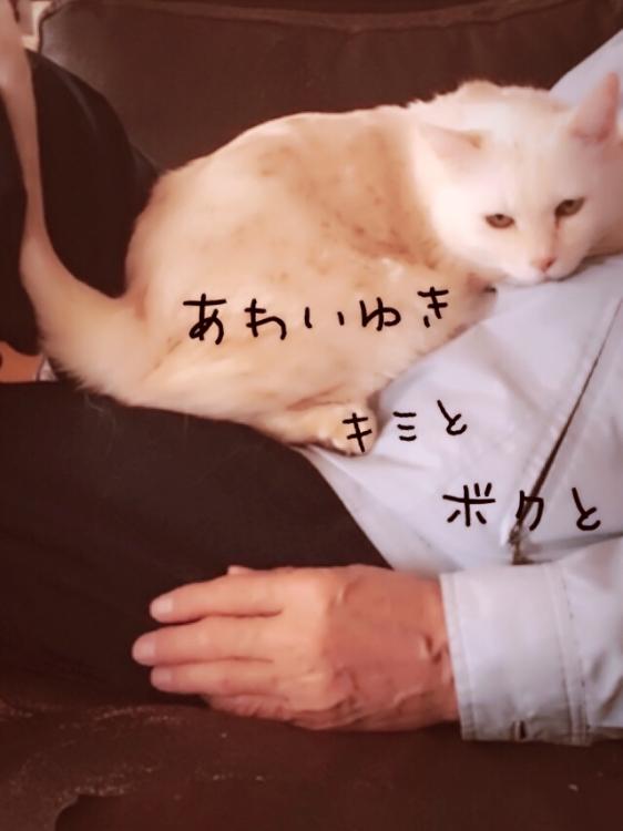 【完】淡い雪 キミと僕と