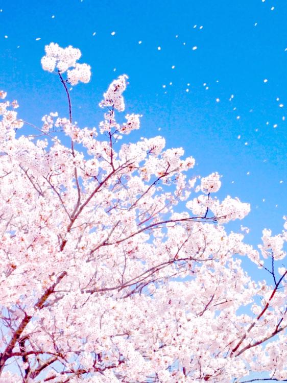 不死身の俺を殺してくれ