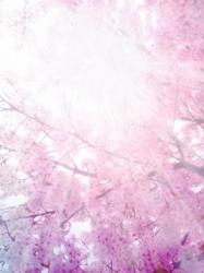 桜花の幻想