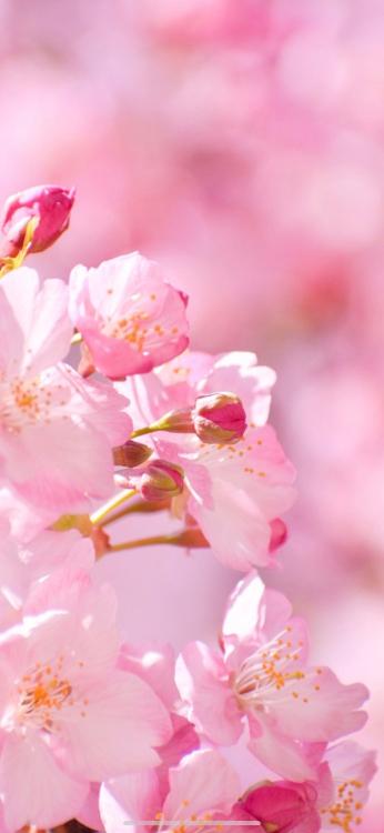 【after story】とろける程の甘美な溺愛に心乱されて～契約結婚でつむぐ本当の愛～