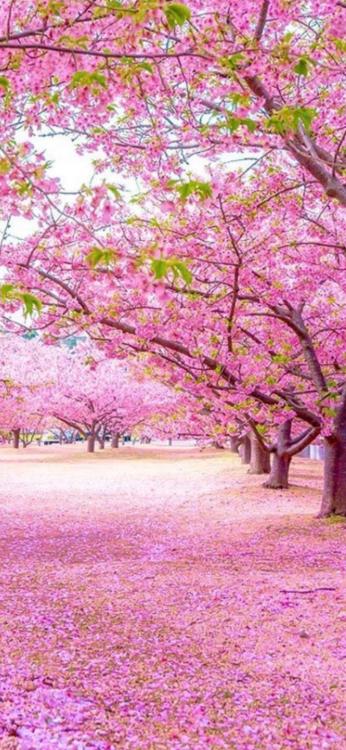 とろける程の甘美な溺愛に心乱されて～契約結婚でつむぐ本当の愛～