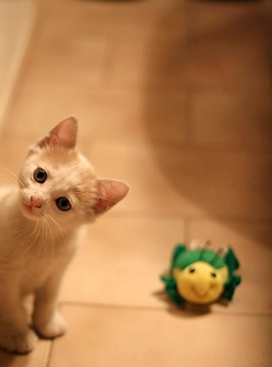 俺様社長は、動物愛好家!?（新しく修正終了）