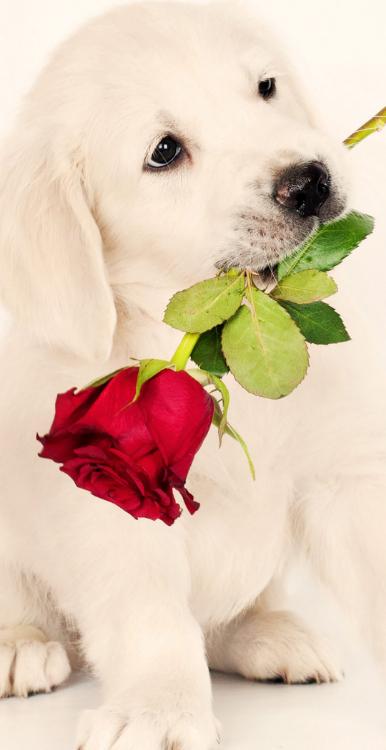 キレイになりたいオタク女子。