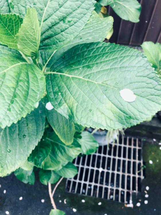 きっと100年先も残る恋