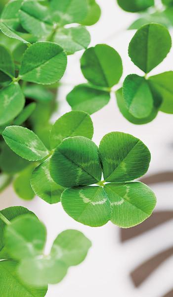 本田くんを振り向かせたい