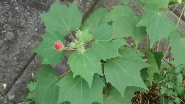 哀夢（育児編）