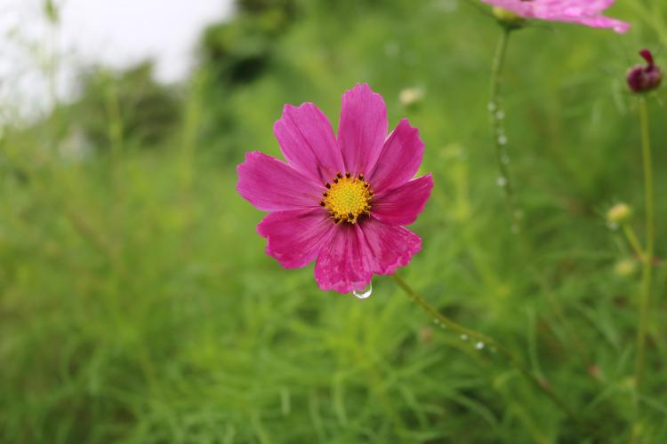 君の頭を侵略パラノイア