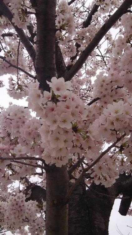 桜の舞う頃……