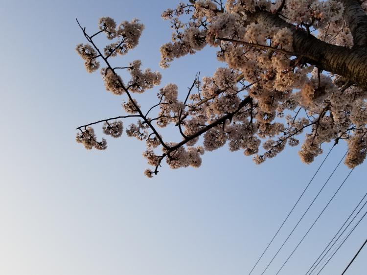 約束は桜の木の下で