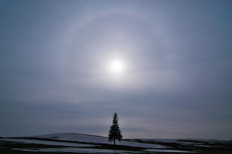 獣人騎士団   アヴシャルーア