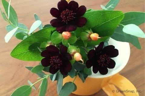 チョコレートとコスモス