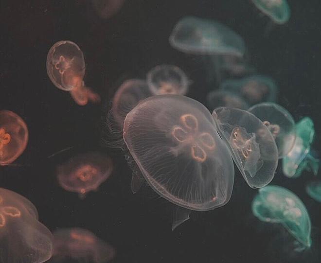 生きる理由をキミに沈めて、笑顔で私を忘れてください