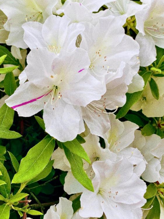 幼なじみだけどそうじゃない･･･！！