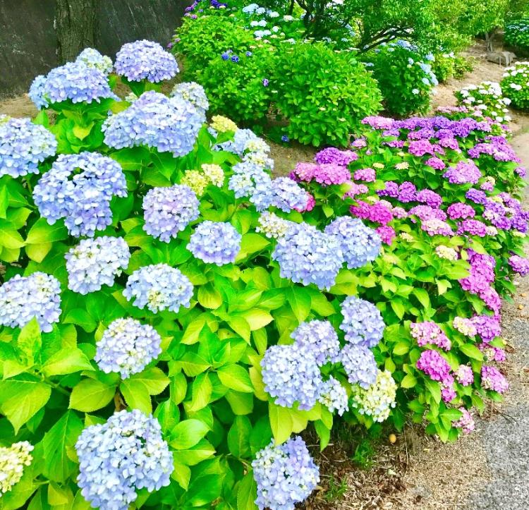 犬猿の仲の彼の専属メイドになりました。