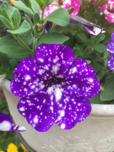 イチゴ　野イチゴ