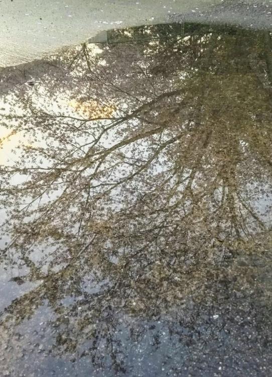 雨あがりの匂い【中学生日記①】