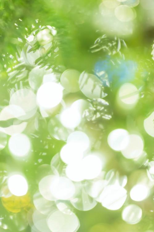 若菜のつぶやき１