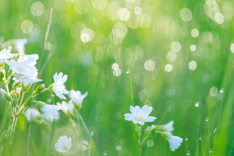 若菜のつぶやき３