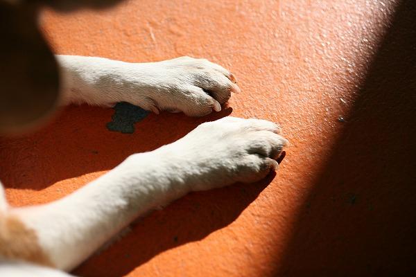 ドッグライフ　犬の想い