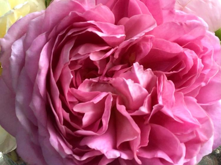 伯爵令嬢の秘密の愛し子〜傲慢な王弟は運命の恋に跪く