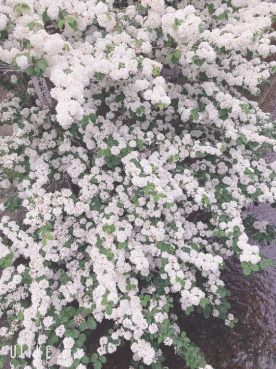 あべの結華梨の五月