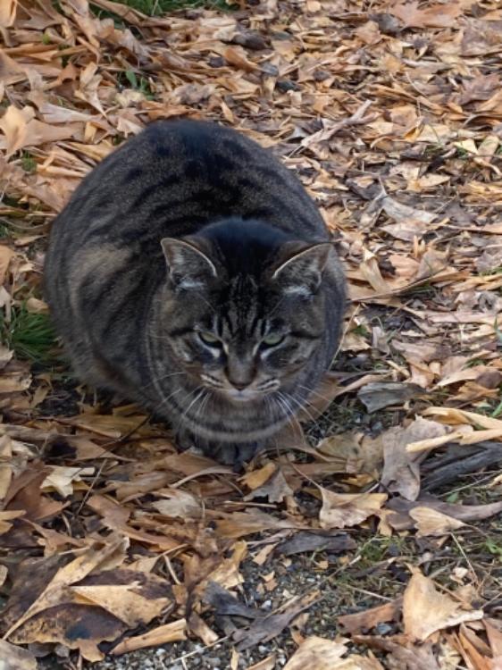 今年の芸能活動