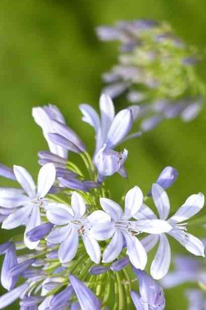 魔法の恋の行方・キスって何？（シリーズ１　オルロフとエリーゼ）