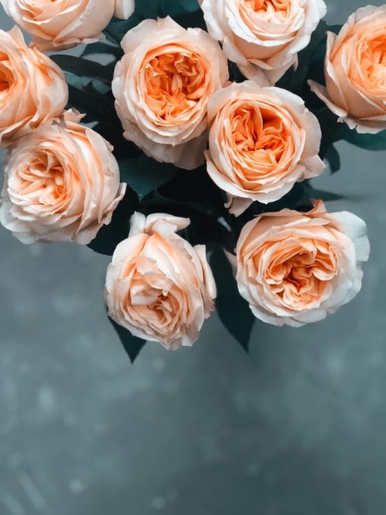 優等生の腹黒@学園ラブ物語　キアラとカシアス　魔法の恋の行方・シリーズ９