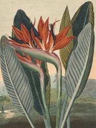 わがままな使い魔のせいで、恋と穴に落ちました・・・という魔女のお話