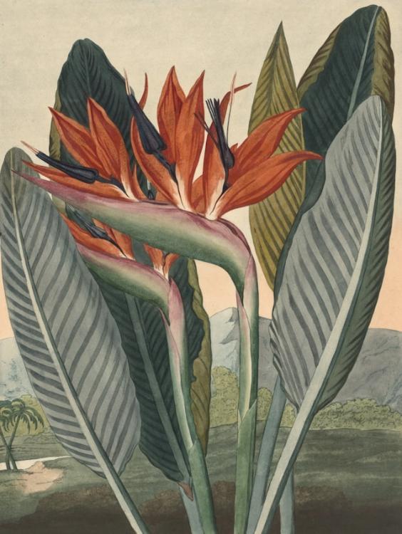 わがままな使い魔のせいで、恋と穴に落ちました・・・という魔女のお話