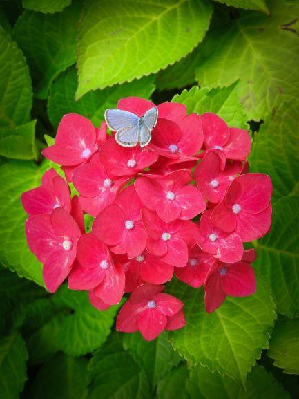 魔法の恋の行方・わがままな使い魔（シリーズ２　クラリスとアンバー）