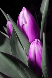 魔法の恋の行方・シリーズ５・ダリウスとリセ・おまけの続編